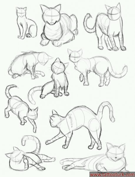 cat kedi kediler dövme modelleri dövme desenleri tattoo desing
