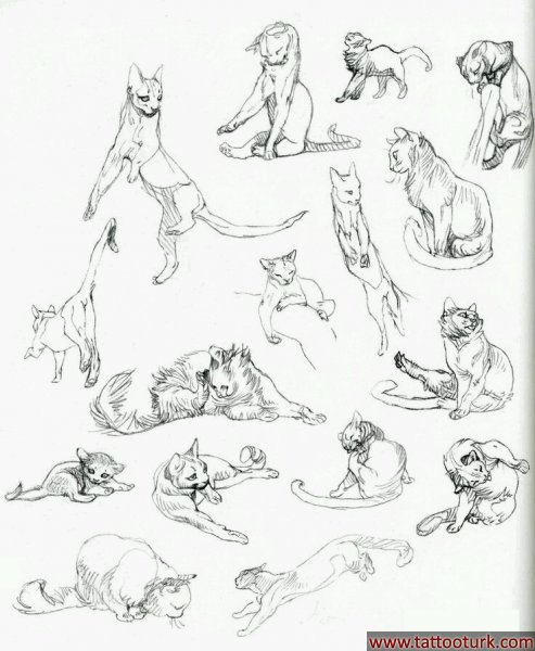 cat kedi kediler dövme modelleri dövme desenleri tattoo desing
