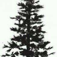 ağaç tree dövme modelleri dövme desenleri tattoo desing