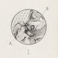 kurt kurtlar wolf dövme modelleri dövme desenleri tattoo desing