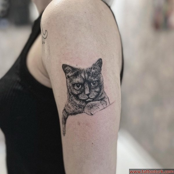 kedi portresi dövme